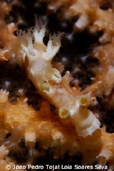 A perfectly camouflaged Tritonia nilsodhneri feeding on t... by Joao Pedro Tojal Loia Soares Silva 